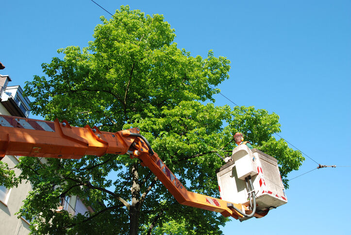 Tree Services by J Landscaping